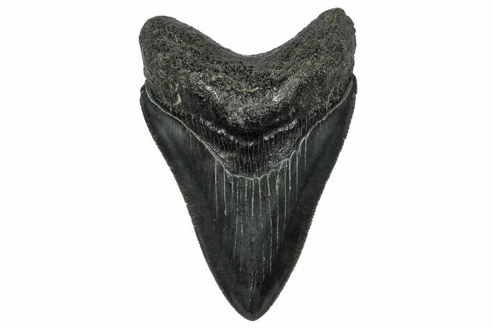 Serrated, Fossil Megalodon Tooth - South Carolina #332217